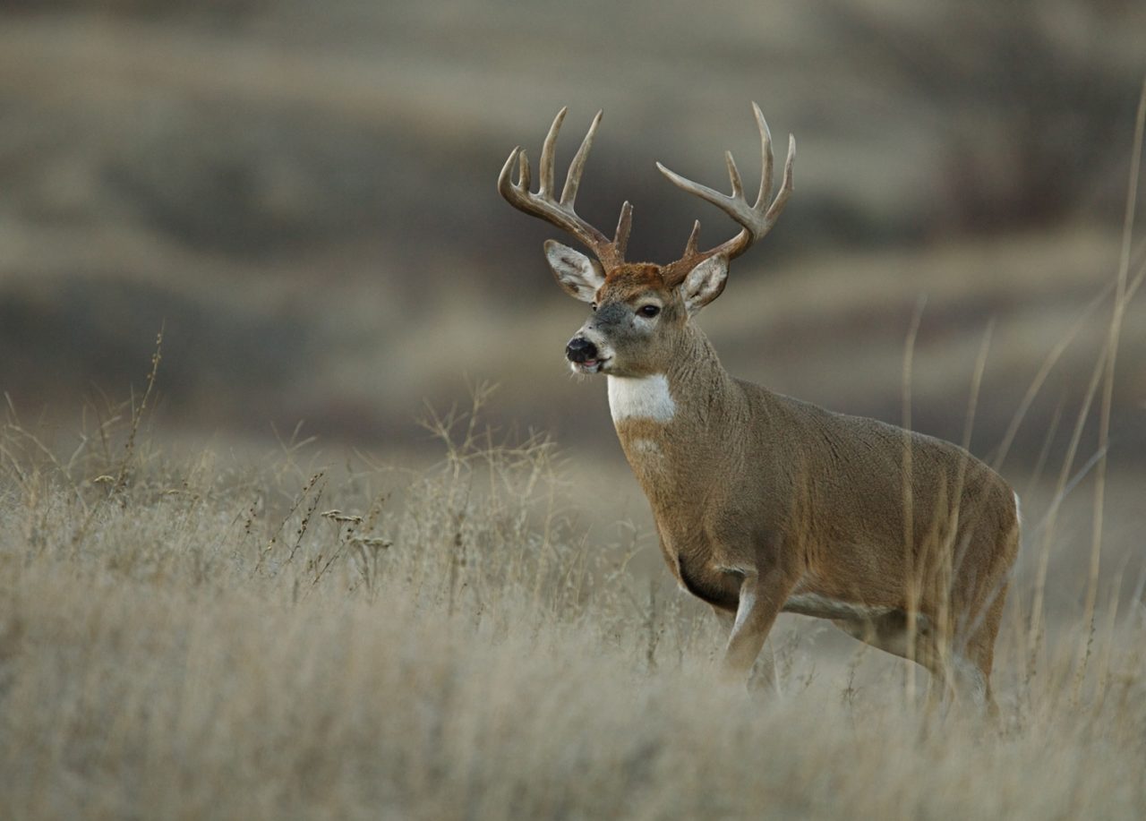 What you Need to Remember When Hunting This Season in Michigan APKH&C Law